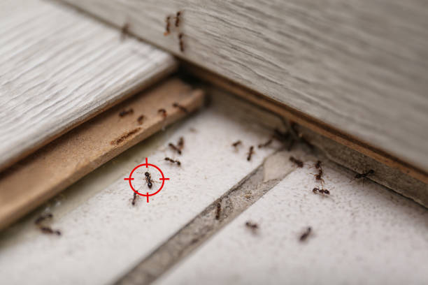 Best Local Pest Control Services  in Middletown, IN